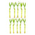 Lucky Bamboo Plant (Dracaena Sanderiana)