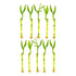 Lucky Bamboo Plant (Dracaena Sanderiana)