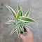 Sanderiana Variegated (Dracaena sanderiana)