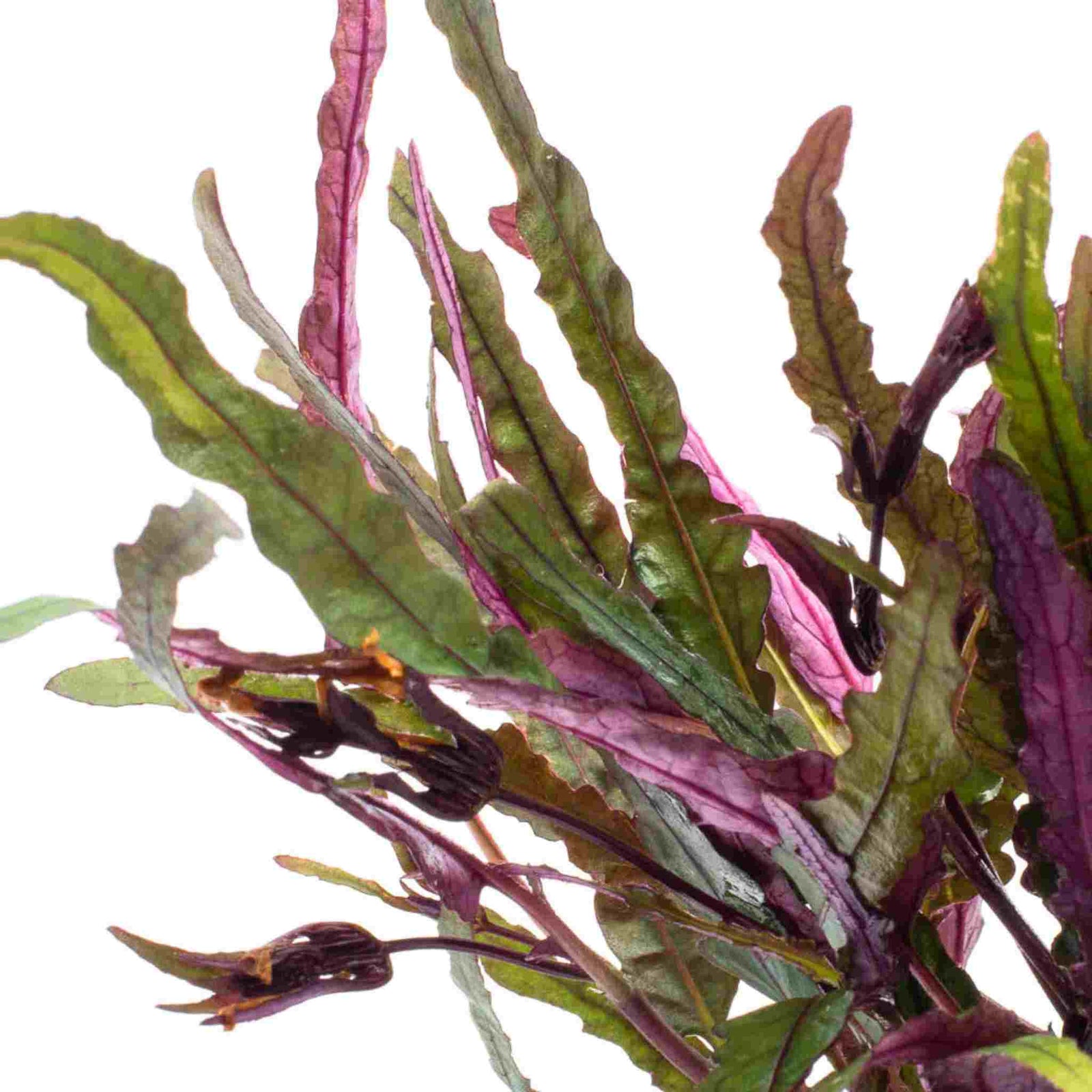 Dragon’s Tongue (Flame) – Hemigraphis Repanda