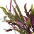 Dragon’s Tongue (Flame) – Hemigraphis Repanda