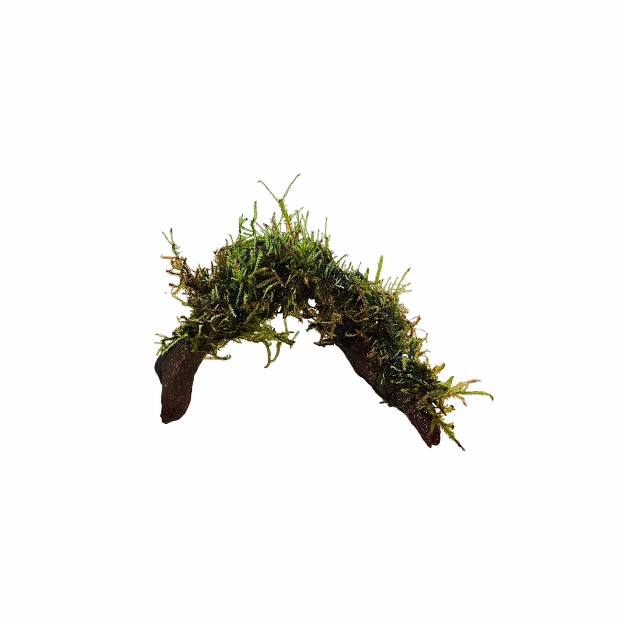 Driftwood covered in live freshwater aquarium moss, USA