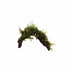 Driftwood covered in live freshwater aquarium moss, USA