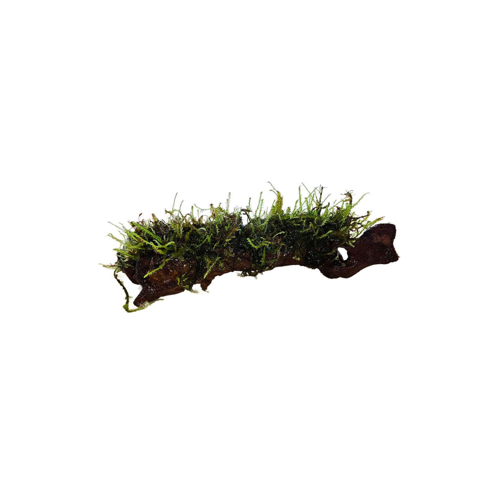 Driftwood with green aquatic moss, an easy-care plant for aquarium and terrarium, USA