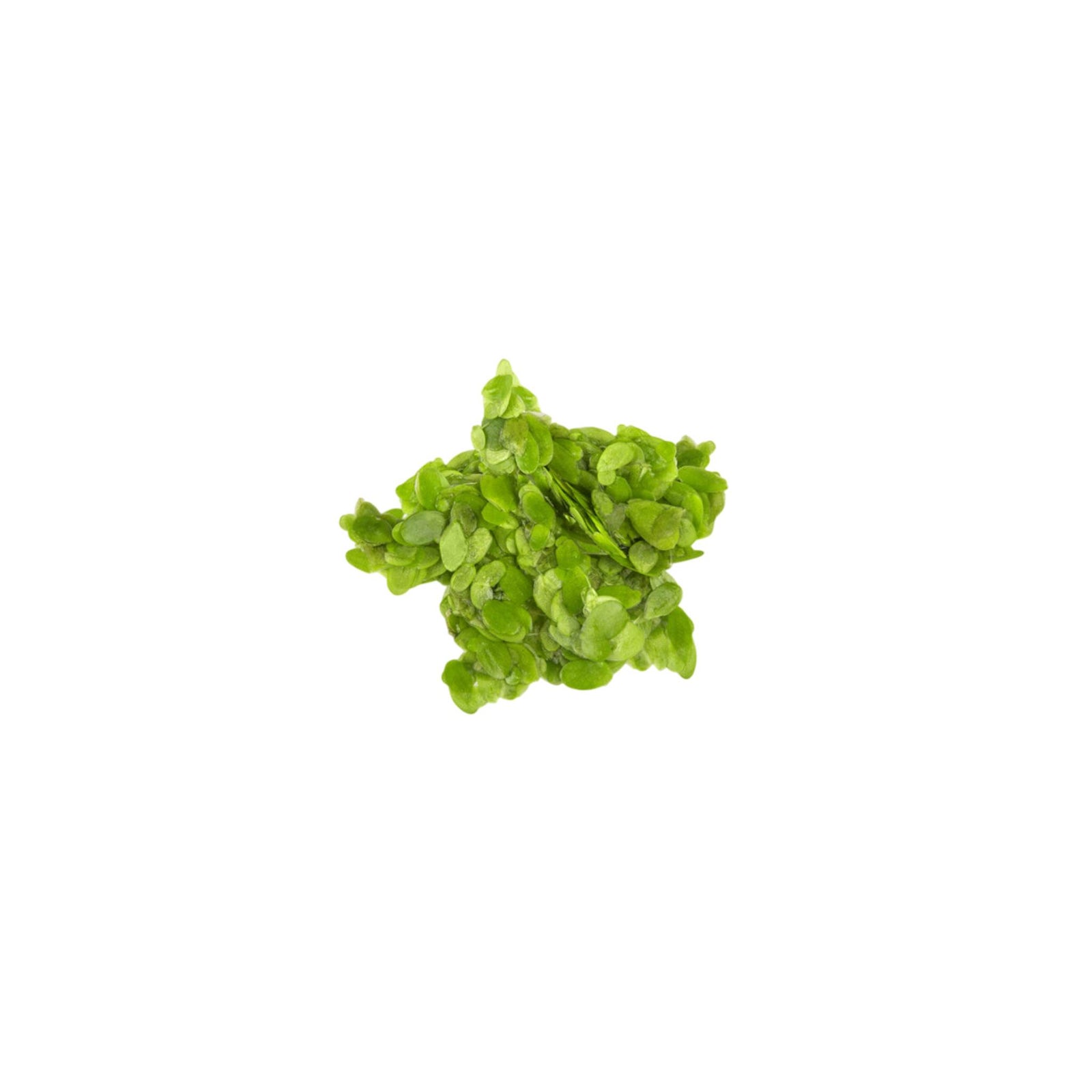 Duckweed (Lemma Minor)