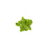 Duckweed (Lemma Minor)