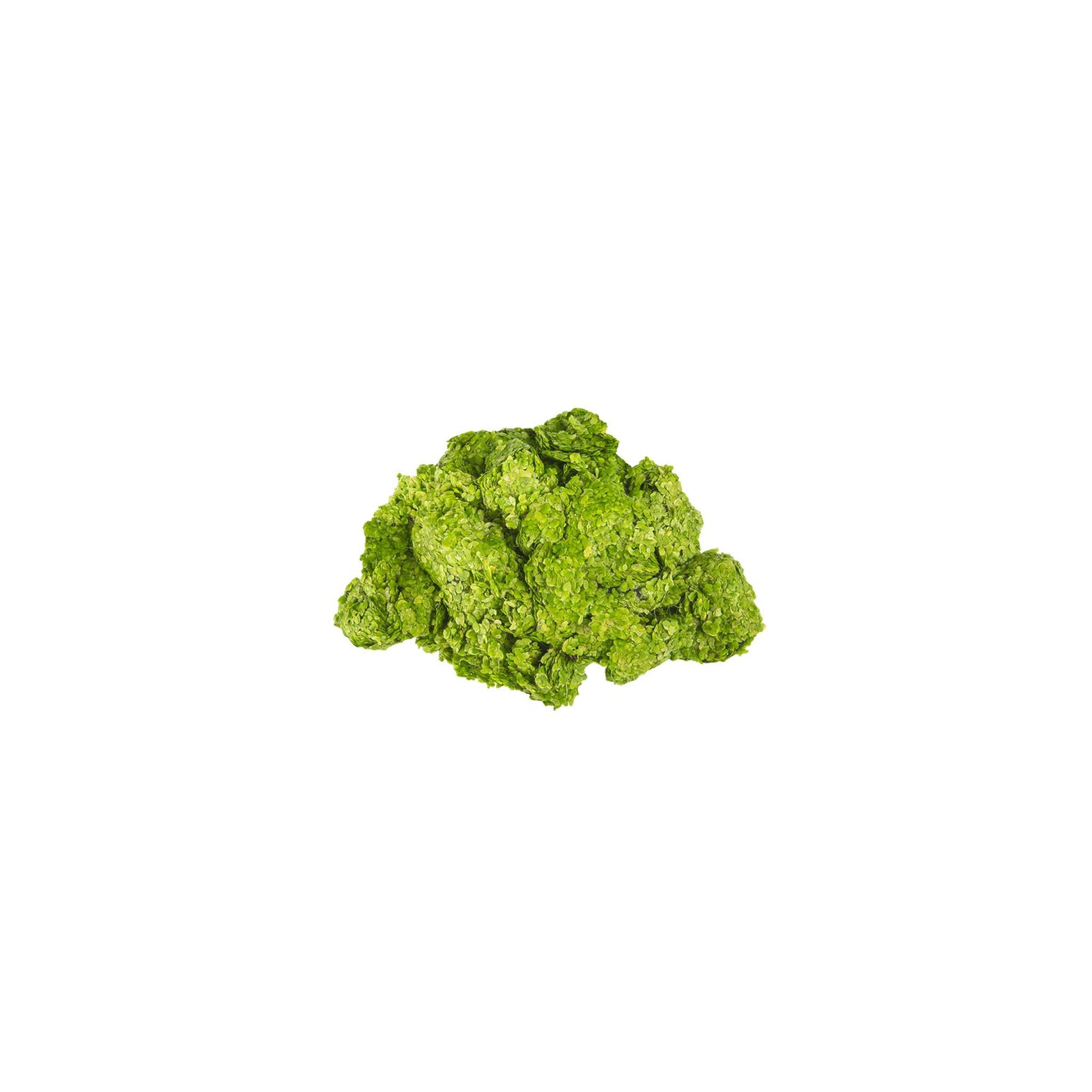 Duckweed (Lemma Minor)