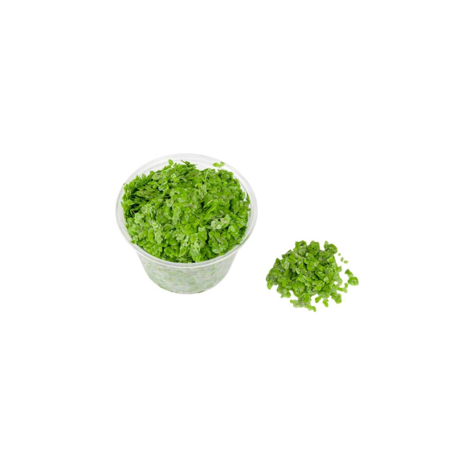 Duckweed (Lemma Minor)