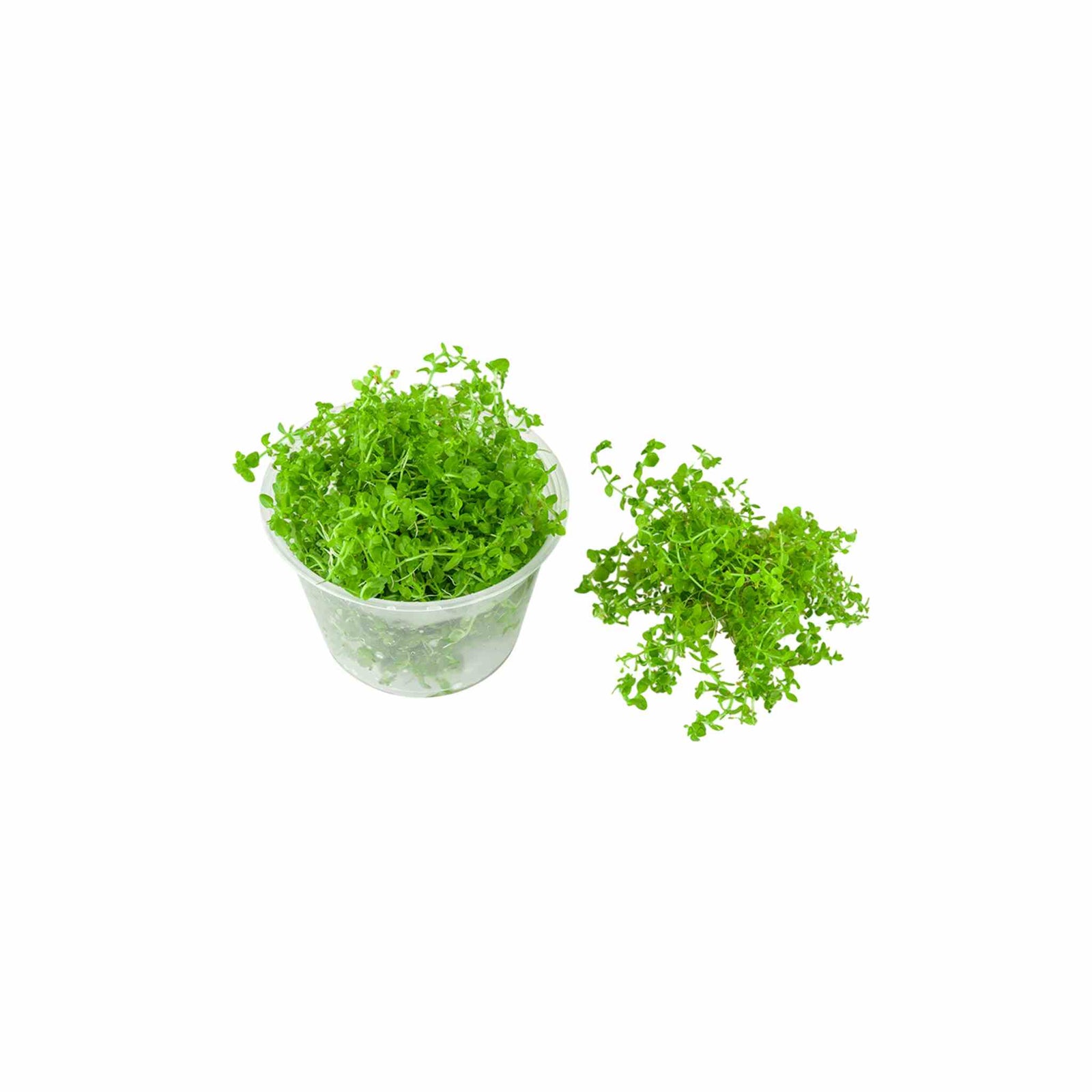 Dwarf Baby Tears Hemianthus Callitrichoides in a 4 ounce portion cup USA