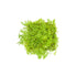 Dwarf Baby Tears Hemianthus Callitrichoides on a 3x3 coconut coir mat USA