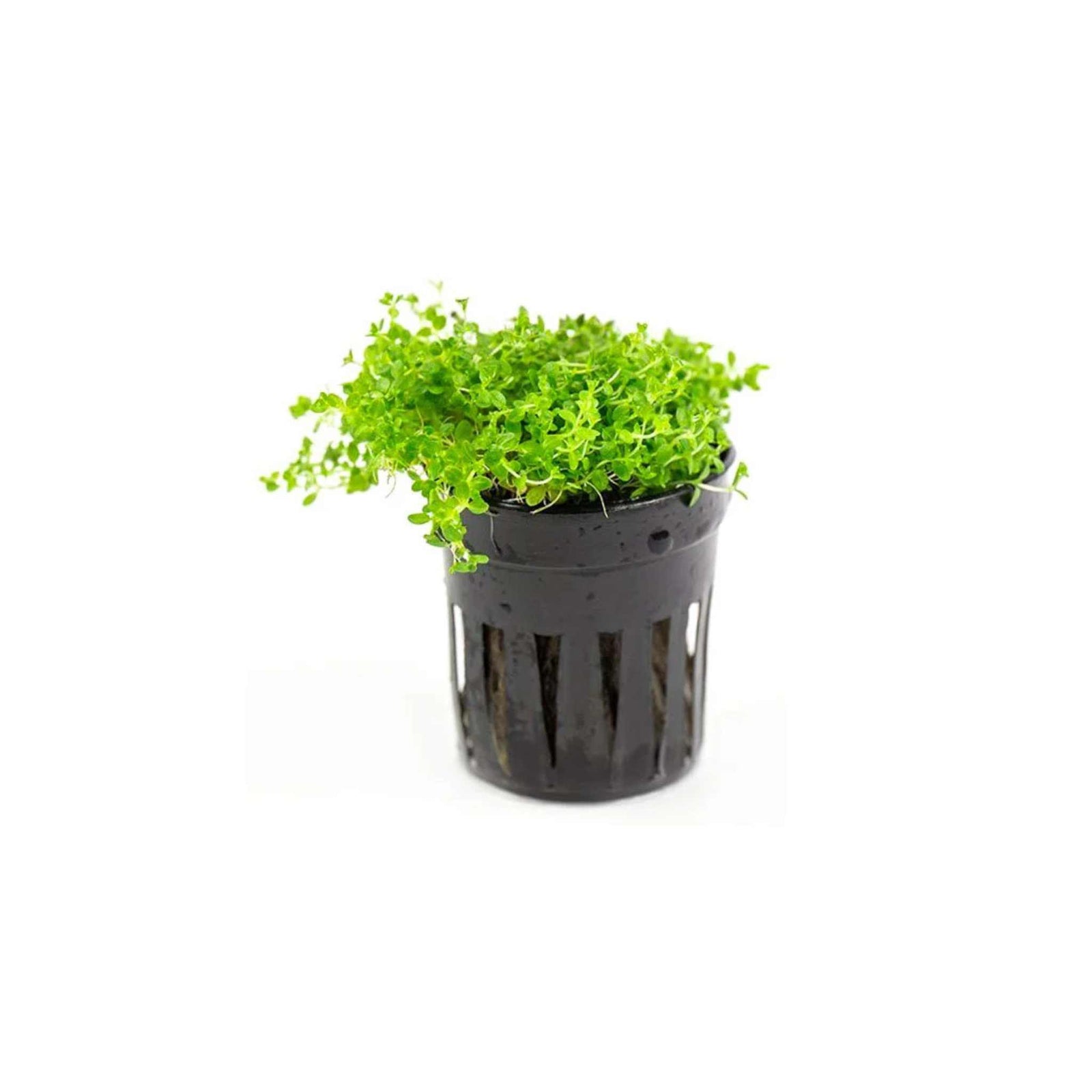 Dwarf Baby Tears (Hemianthus Callitrichoides)