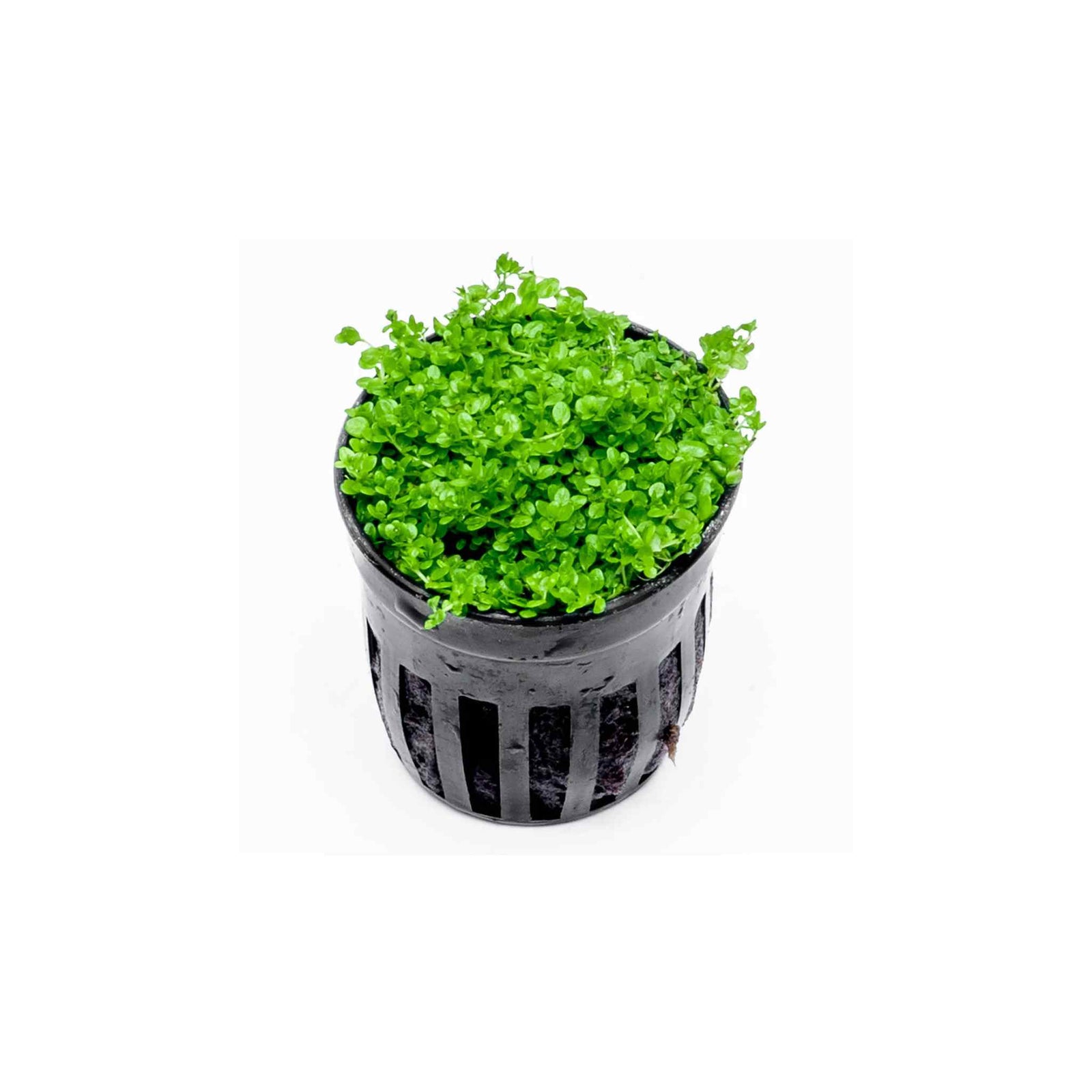 Dwarf Baby Tears (Hemianthus Callitrichoides)