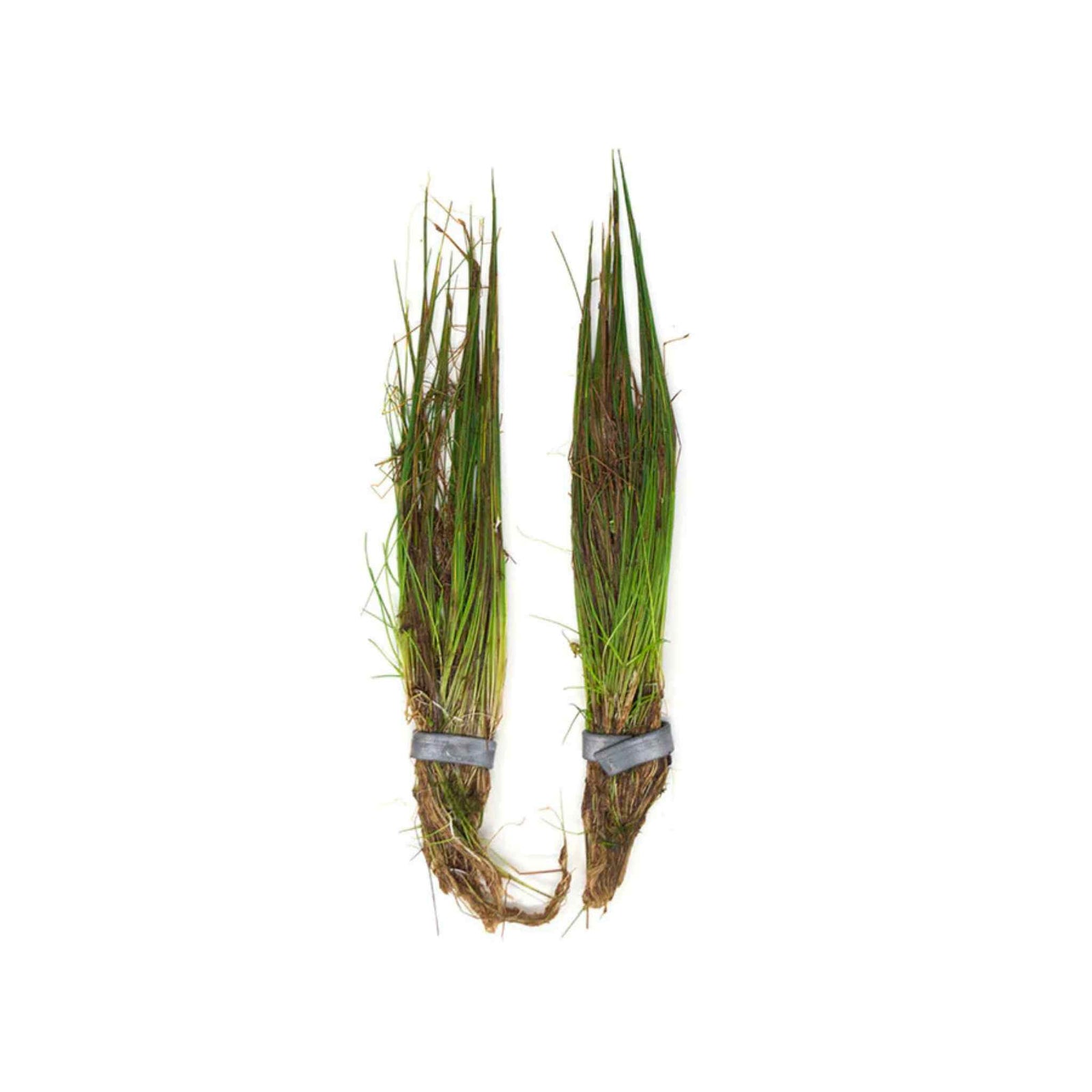 Dwarf Hairgrass Clump Eleocharis Parvula