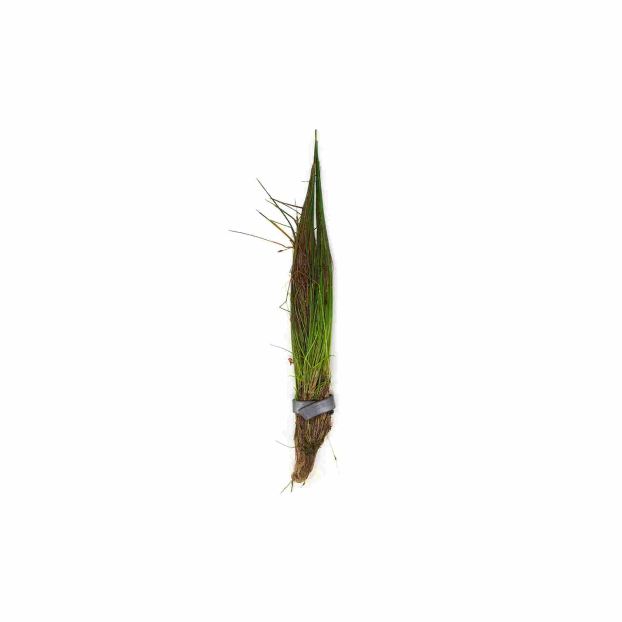 Dwarf Hairgrass Clump Eleocharis Parvula