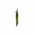 Dwarf Hairgrass Clump Eleocharis Parvula