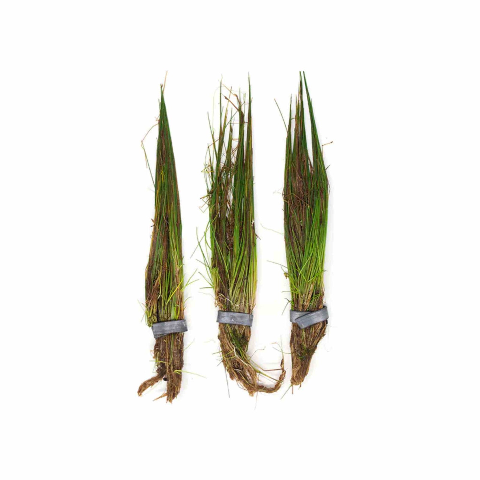 Dwarf Hairgrass Clump Eleocharis Parvula