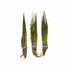 Dwarf Hairgrass Clump Eleocharis Parvula