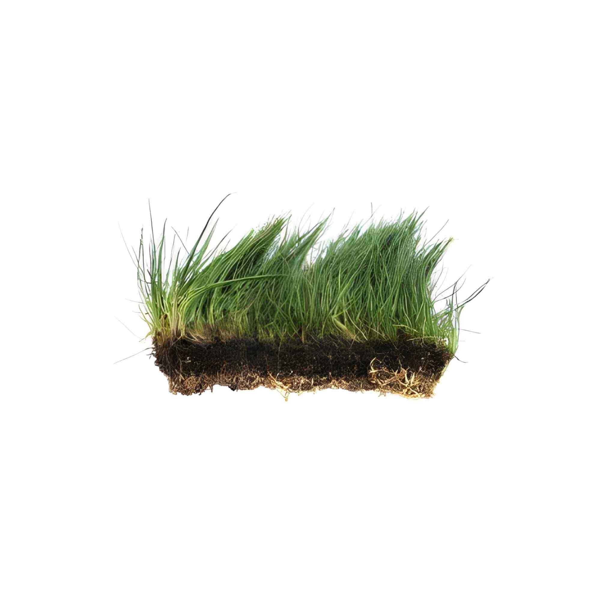 Dwarf Hairgrass Eleocharis Mat