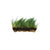 Dwarf Hairgrass Eleocharis Mat