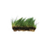 Dwarf Hairgrass Eleocharis Mat