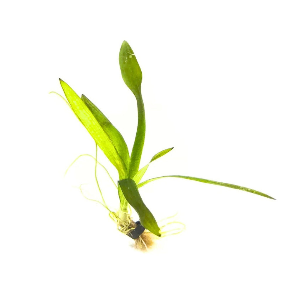 Dwarf Sagittaria Broadleaf, aquarium plant, USA sale.