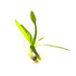 Dwarf Sagittaria Broadleaf, aquarium plant, USA sale.