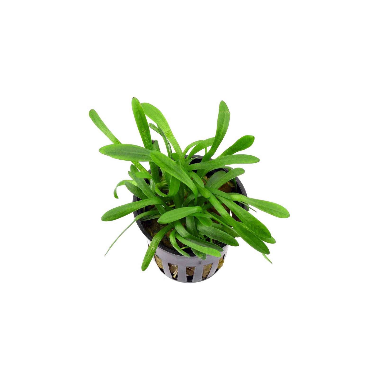 Sagittaria Pusilus NarrowLeaf 3 Plants