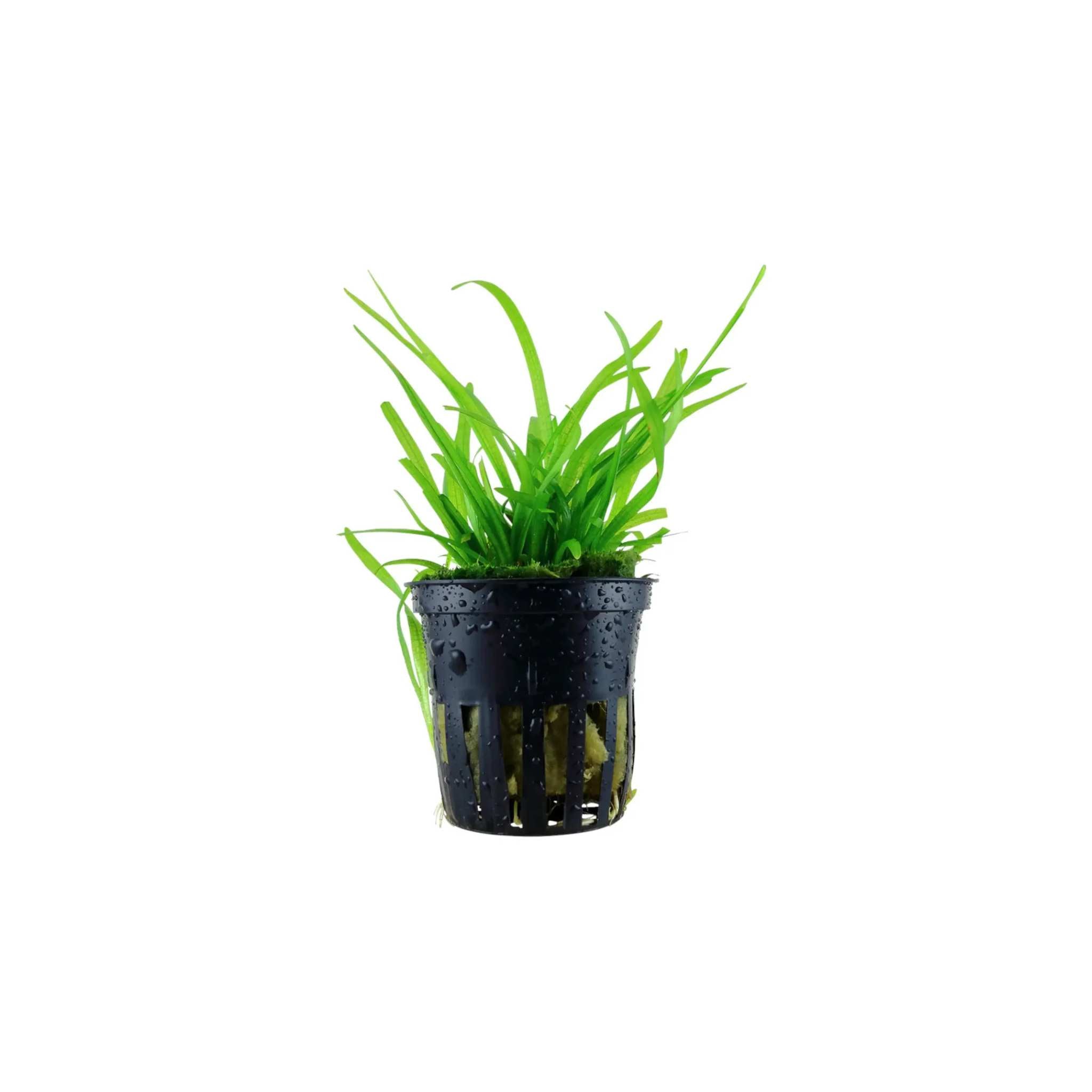 Dwarf Sagittaria Subulata