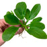 Amazon Rosette (Echinodorus Parviflorus)