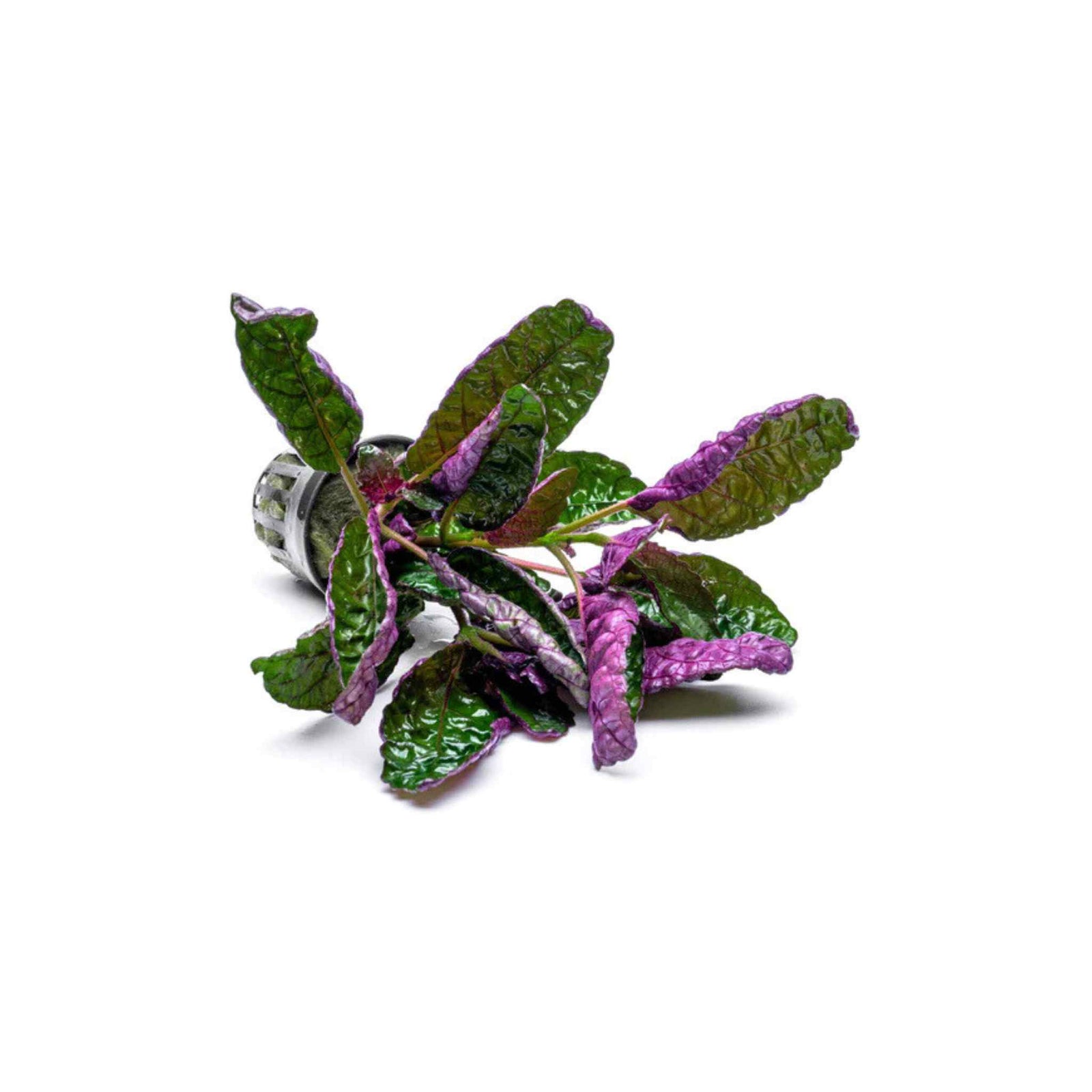 Purple Waffle “Red Krinkle” (Hemigraphis exotica)