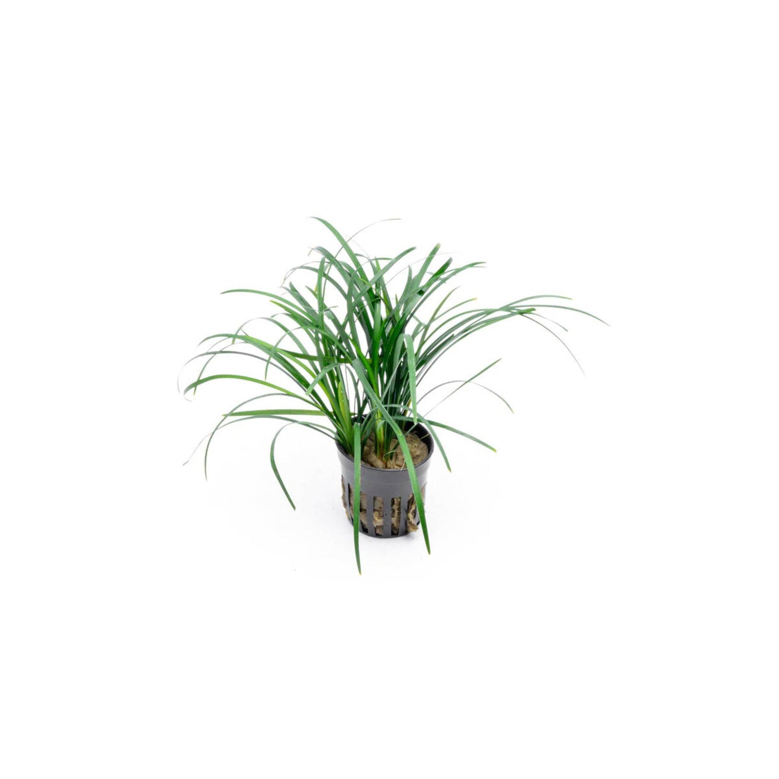 Mondo Grass (Ophiogon Japonica)
