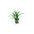 Mondo Grass (Ophiogon Japonica)