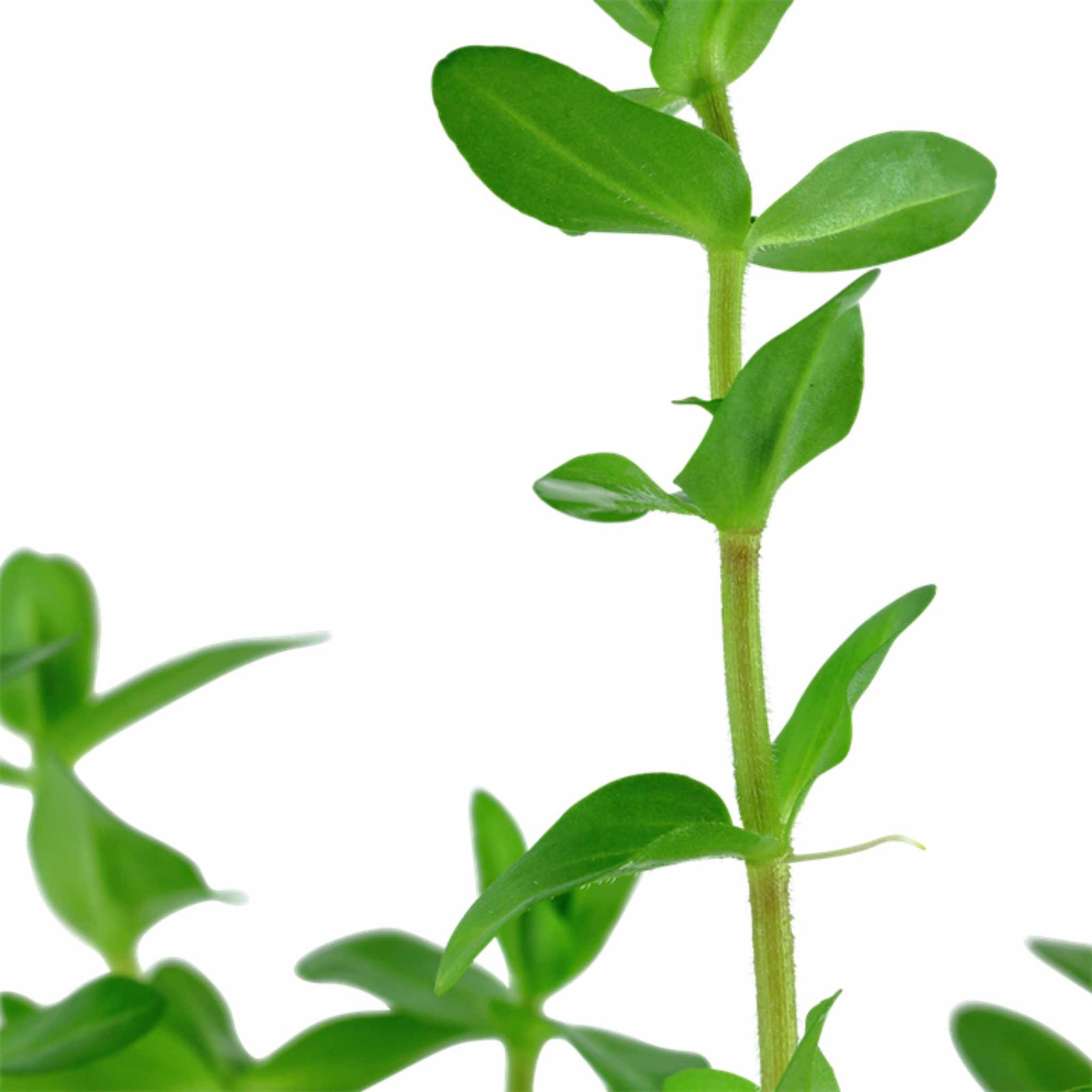 Bacopa Caroliniana