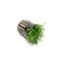 Cryptocoryne Parva