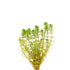 Red Parrot Feather (Myriophillum Brasillensis)