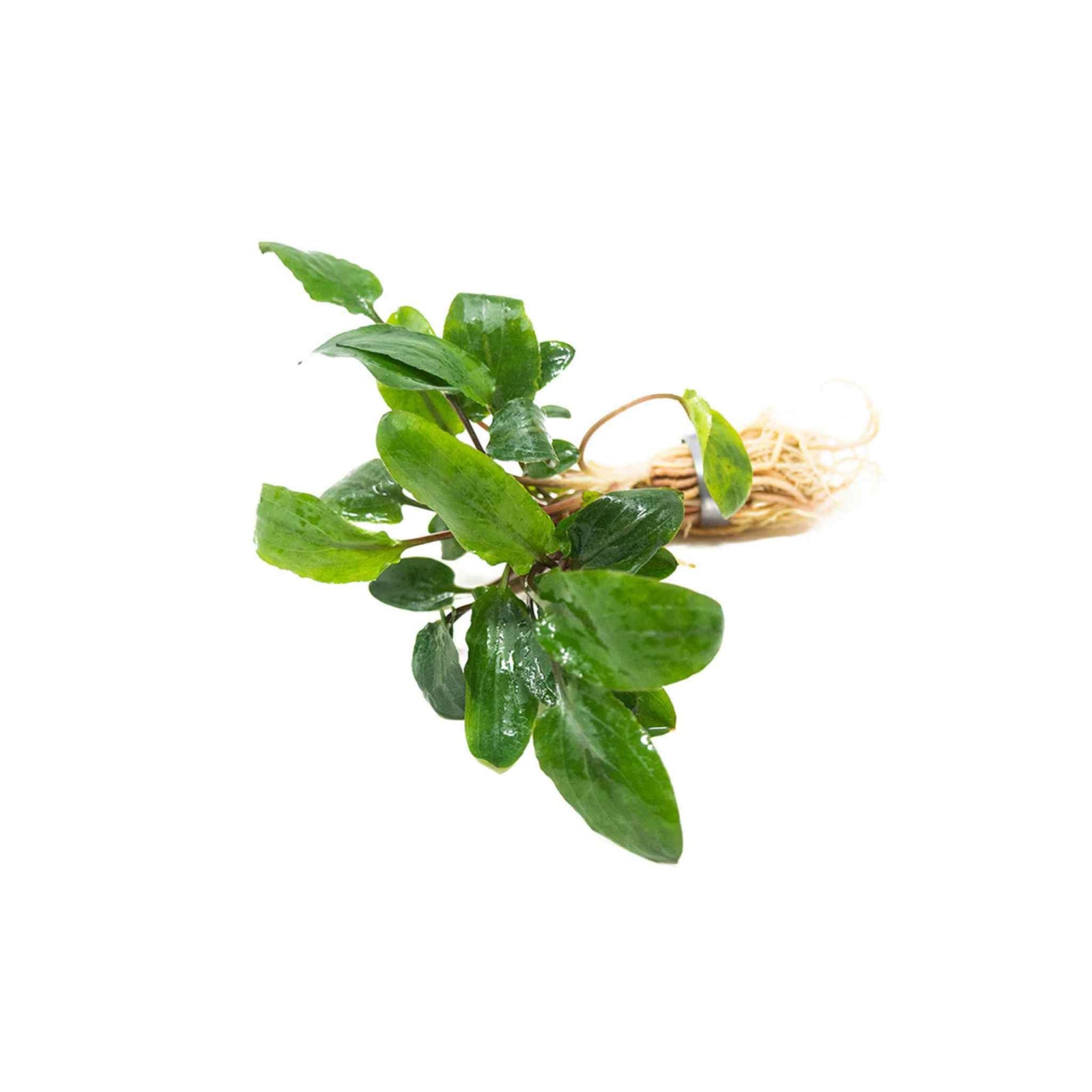 Cryptocoryne Wendtii Green Bare Root
