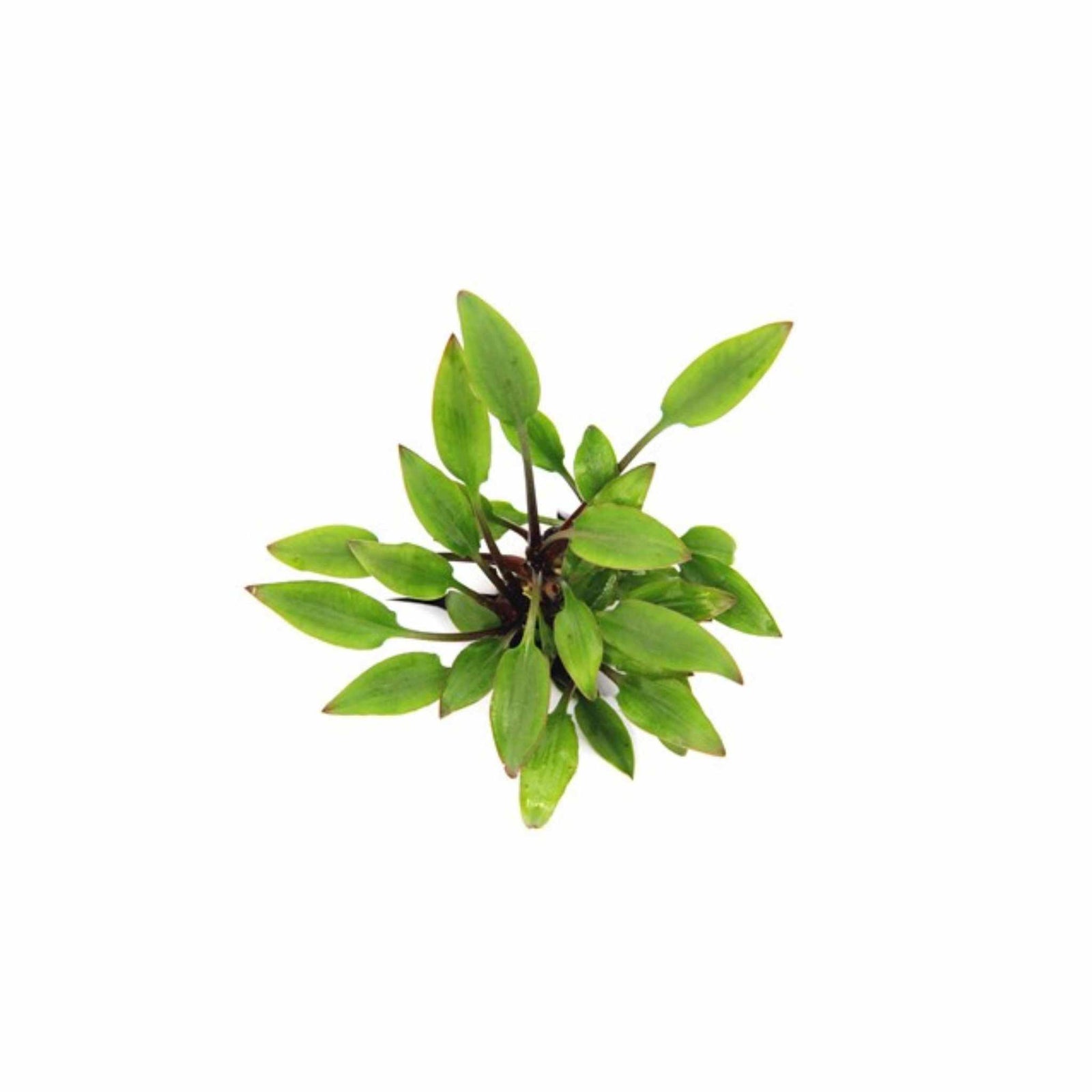 Cryptocoryne Crypt Lutea