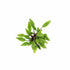 Cryptocoryne Crypt Lutea