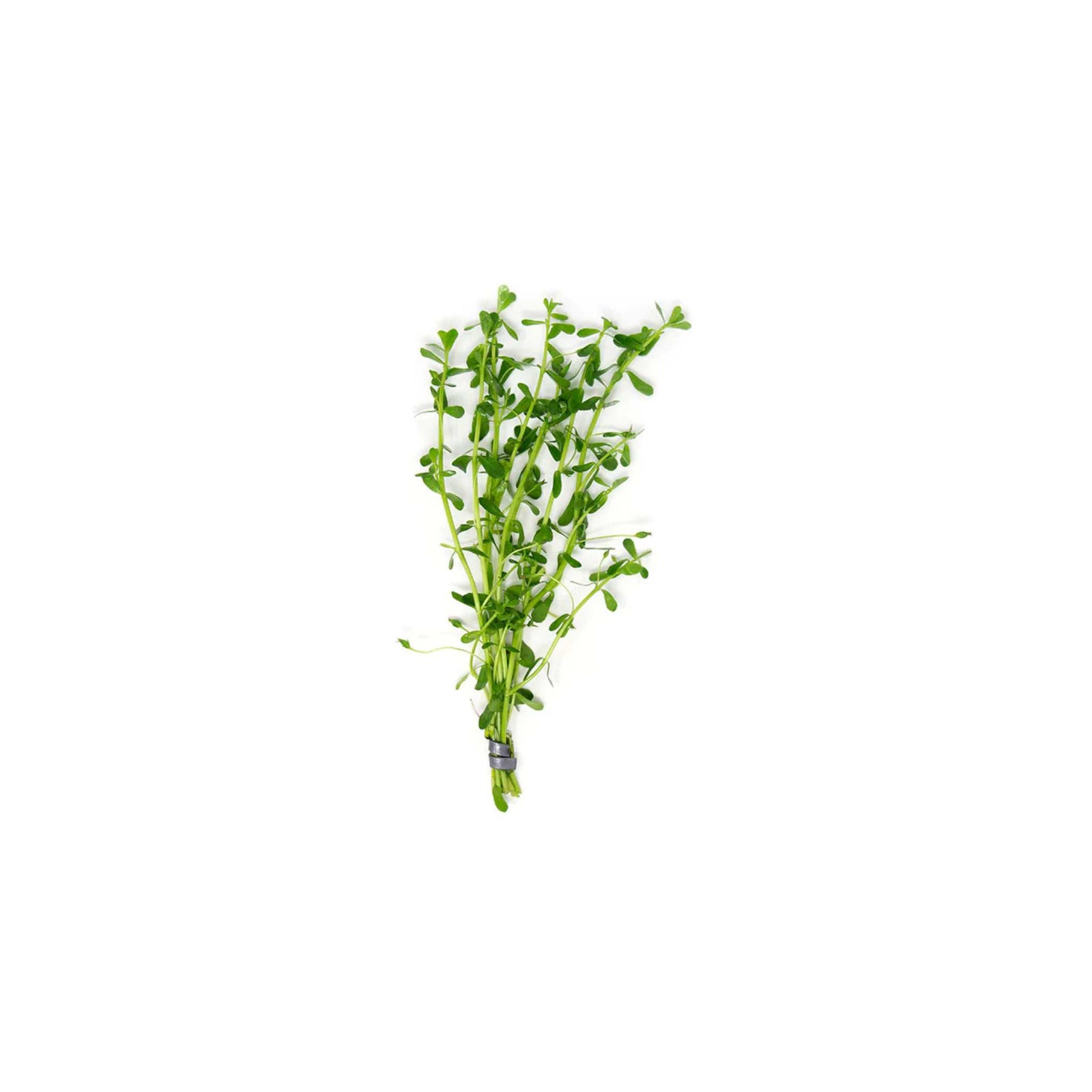 MoneyWort Bacopa (Monnieri)