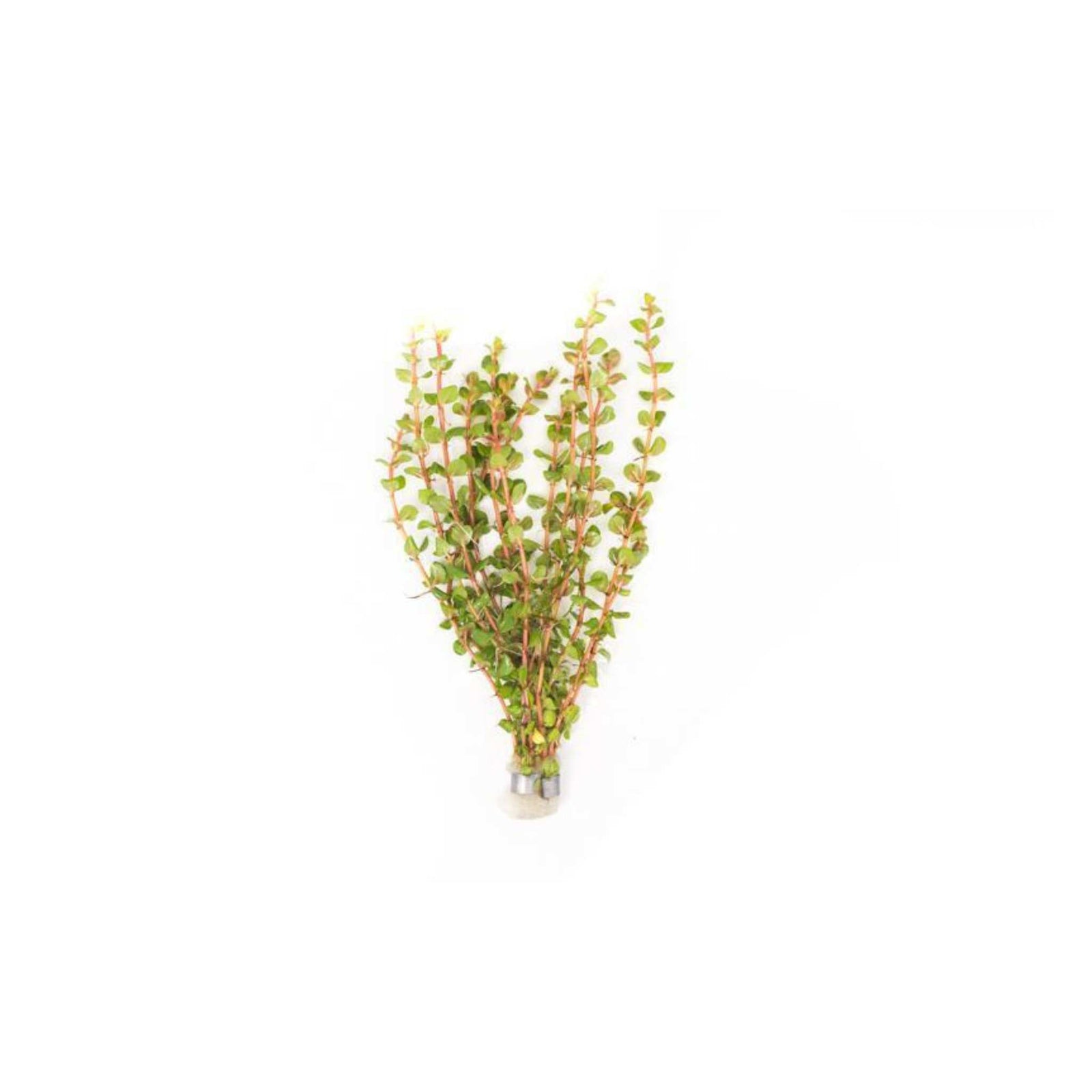 Rotala Vietnam HRa