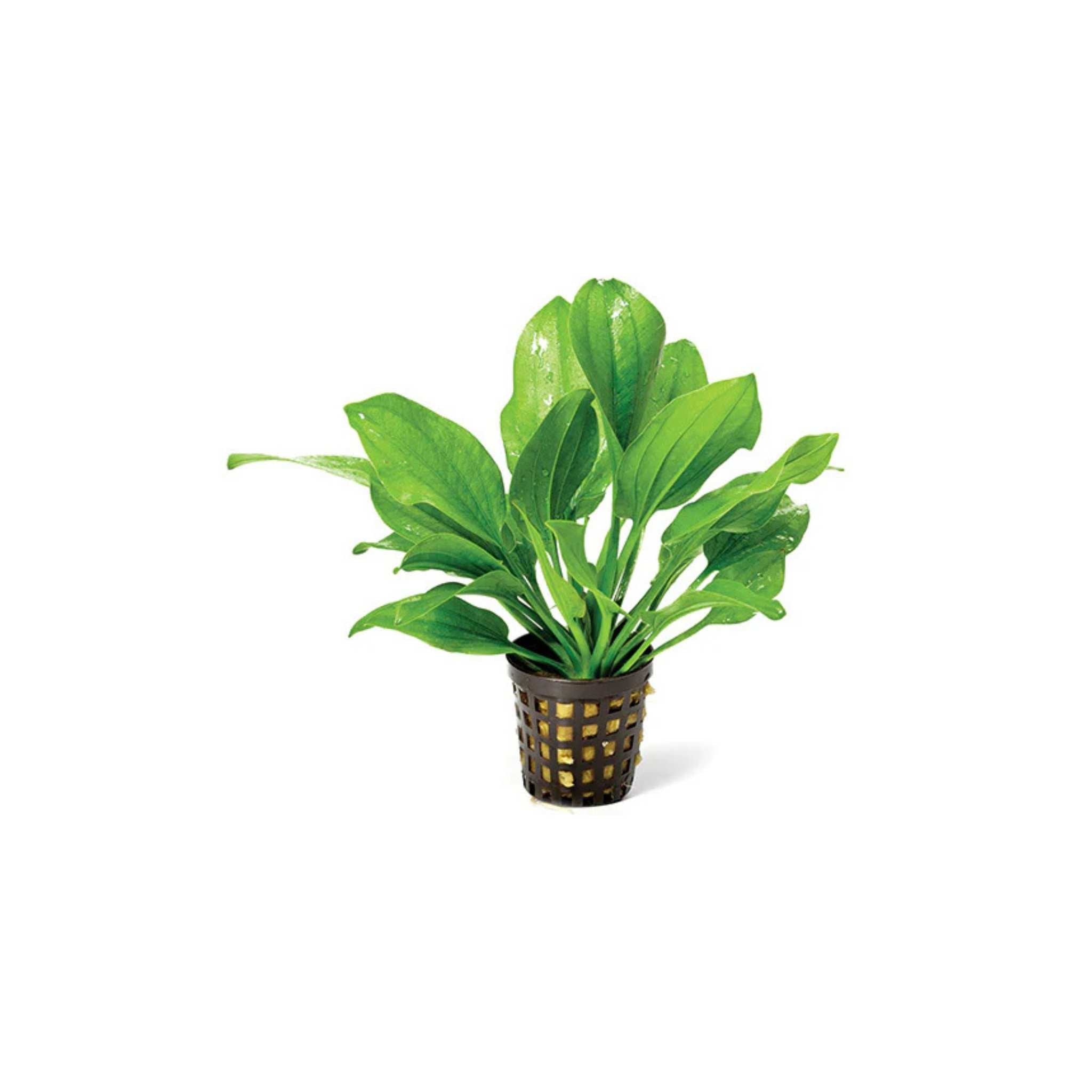 Indian Red Amazon Sword (Echinodorous)