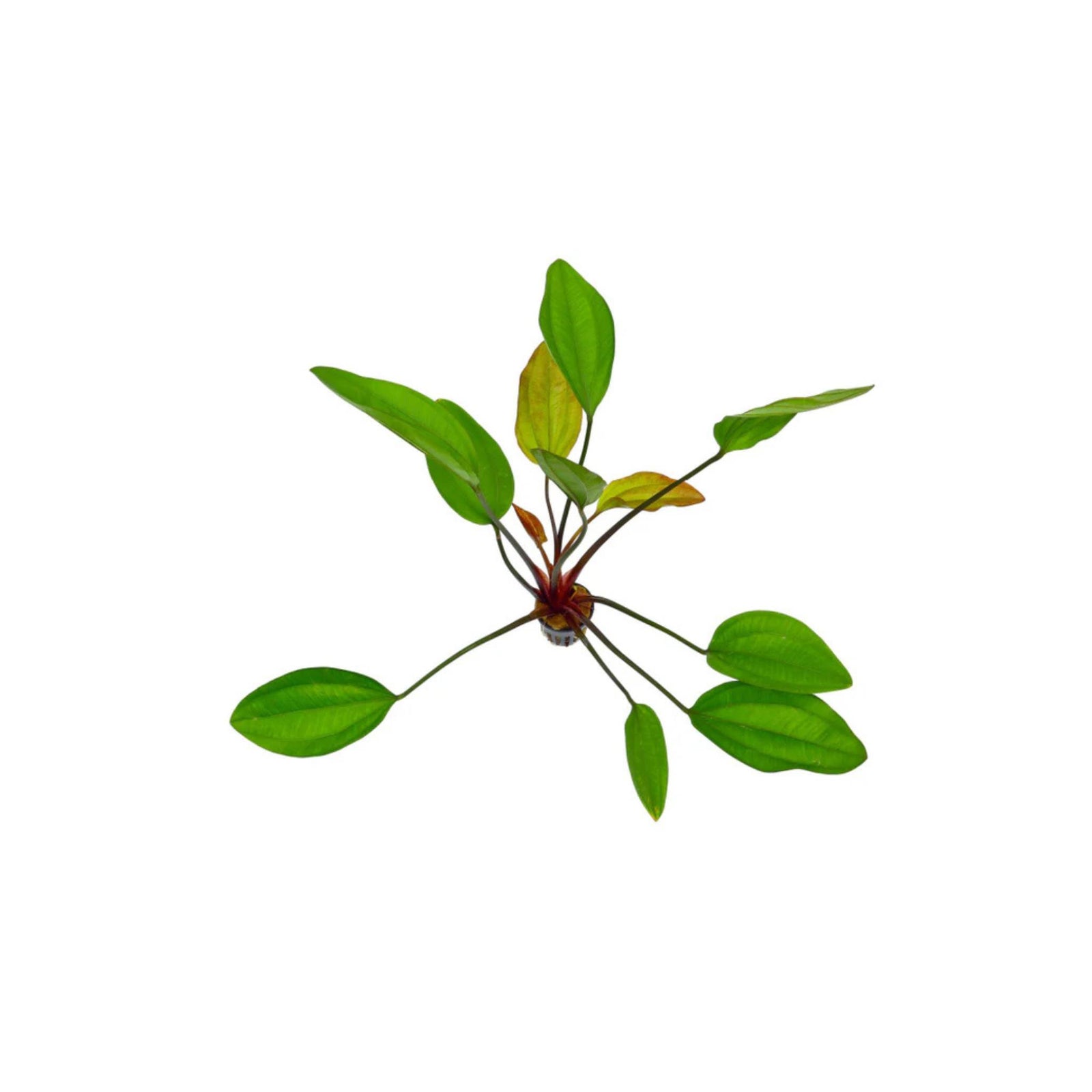 Oriental Sword (Echinodorus Oriental)