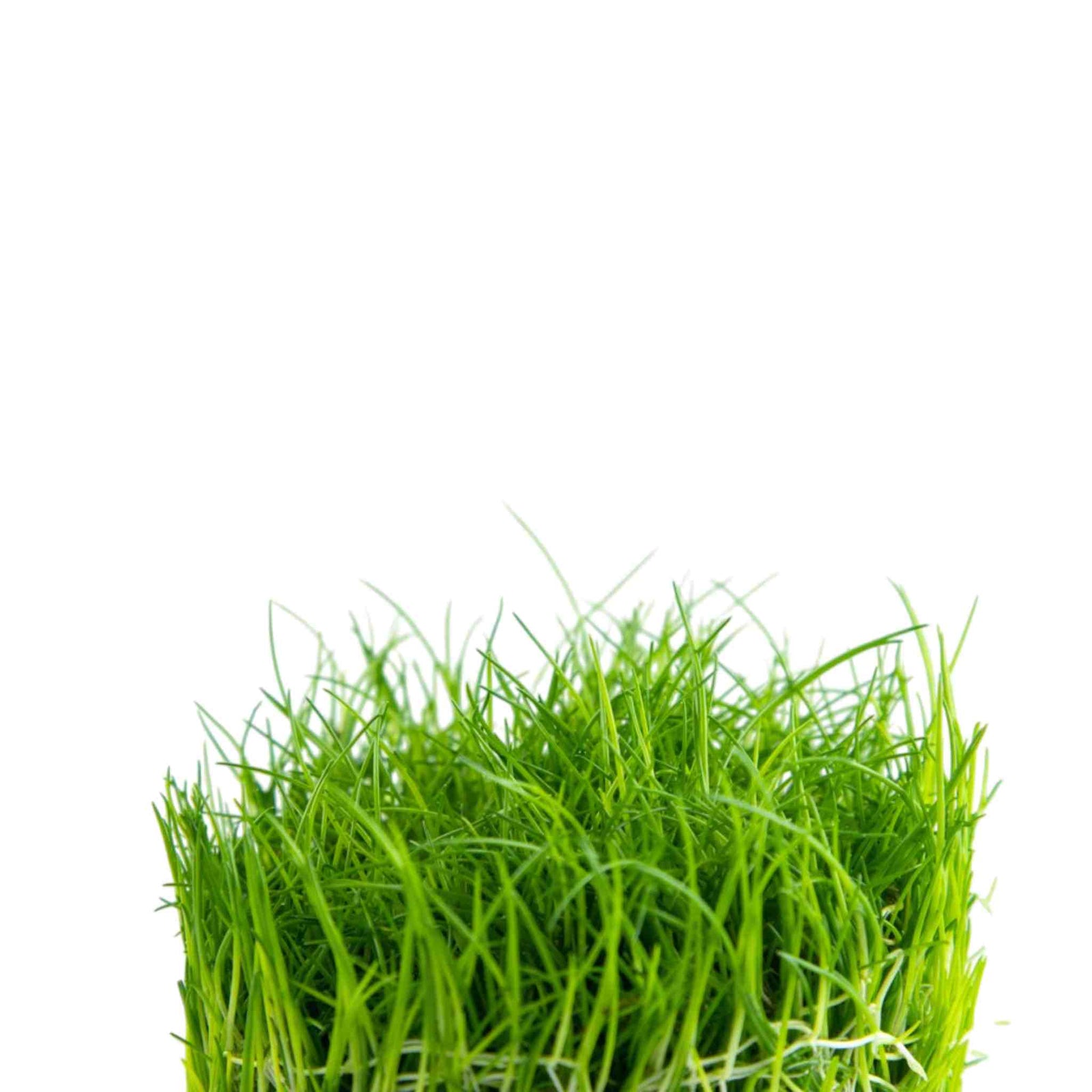 Eleocharis acicularis 'Mini' - Tissue Culture