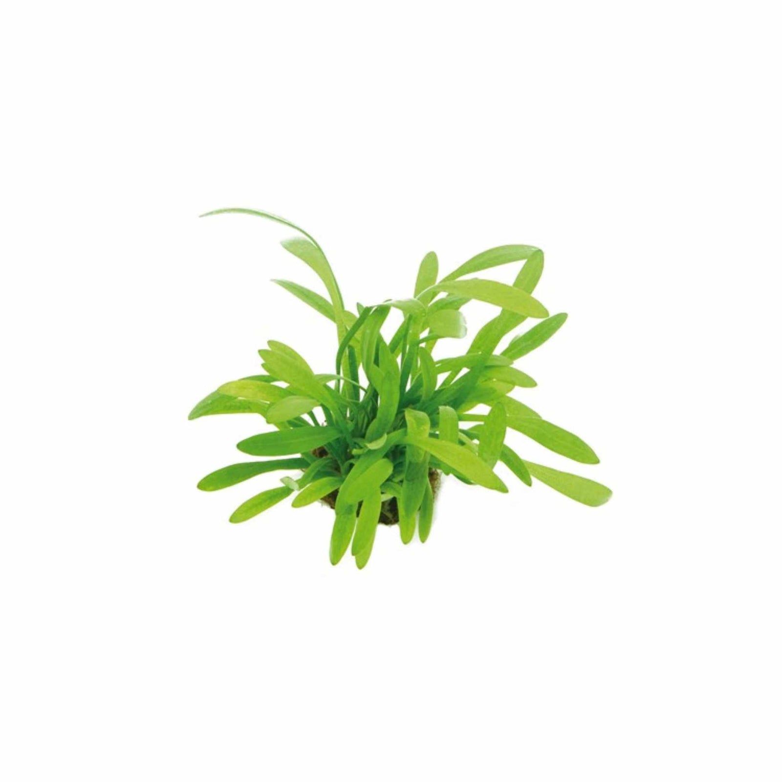 Sagittaria Pusilus NarrowLeaf 3 Plants