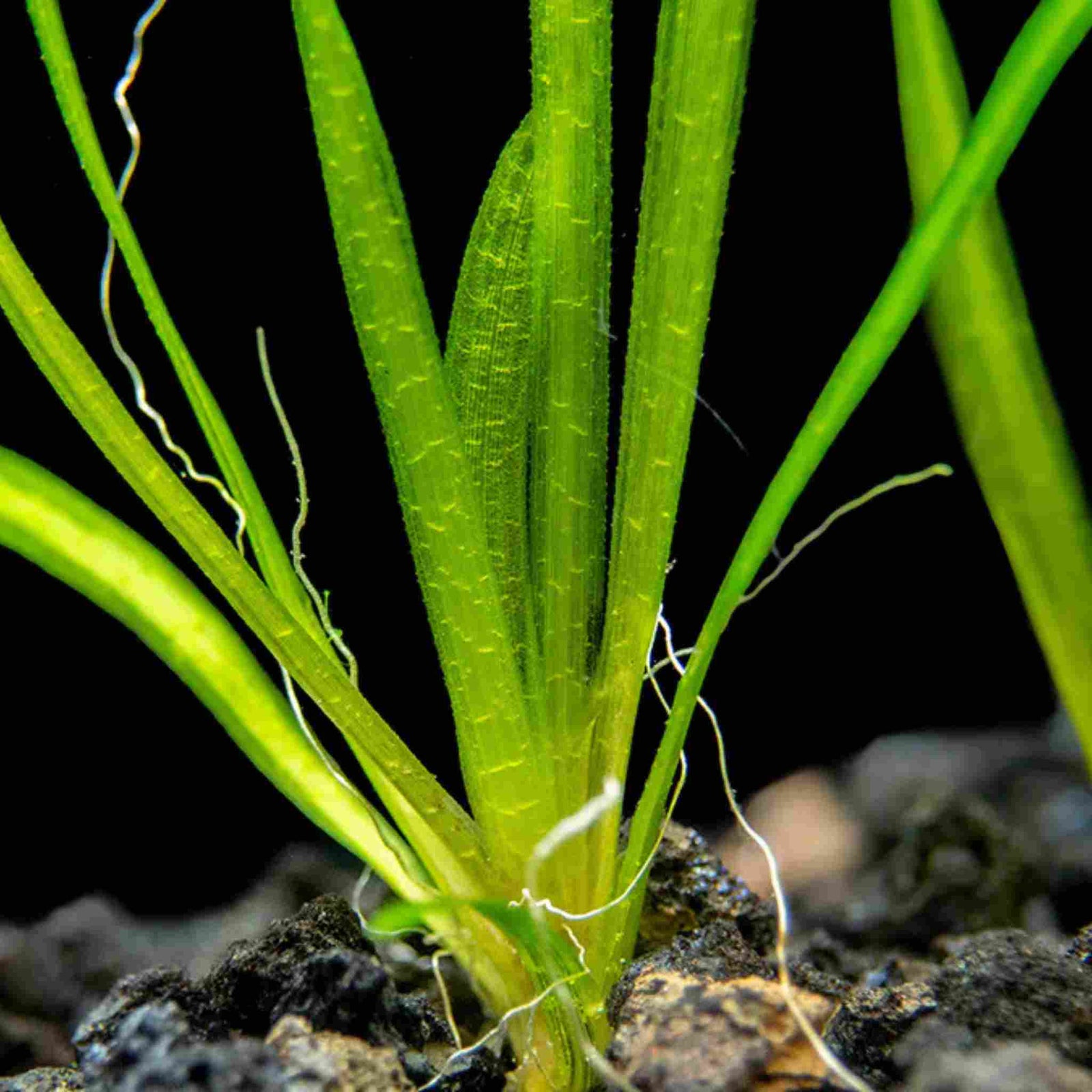 Vallisneria Spiralis 