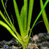 Vallisneria Spiralis "Italian"