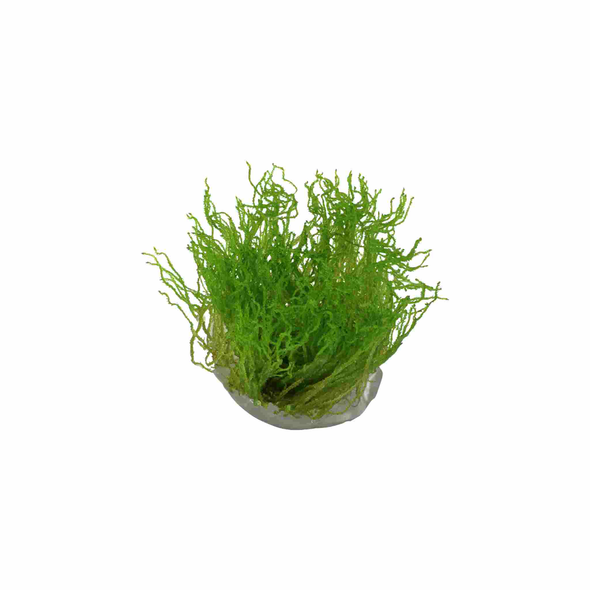 Flame Moss, Taxiphyllum Flame, USA grown, green aquatic moss