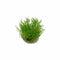 Flame Moss, Taxiphyllum Flame, USA grown, green aquatic moss