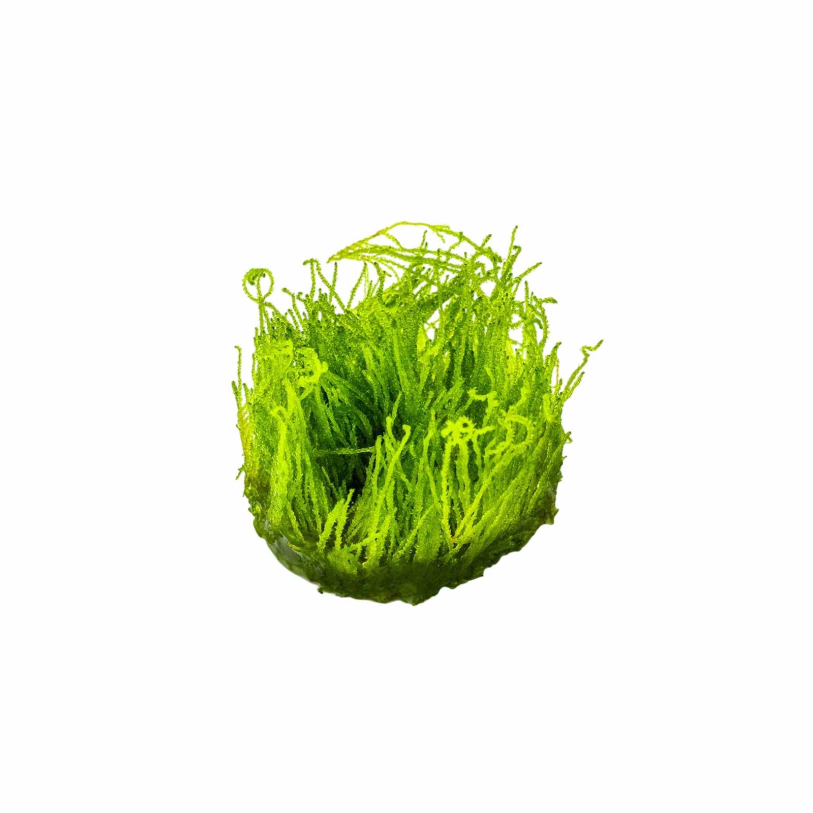 Flame Moss (Taxiphyllum 'Flame')