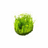 Flame Moss (Taxiphyllum 'Flame')